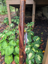 Wooden walking stick with a brown leather strap against a green leafy background