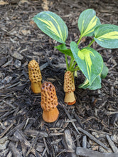 wooden morels decorating the mulch by a plant